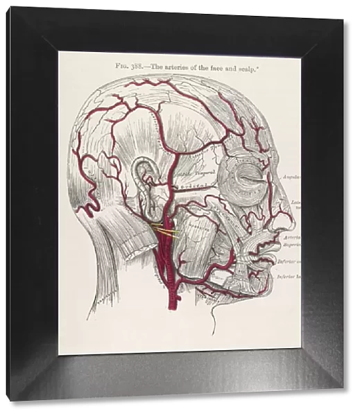 Arteries in Head  /  1897