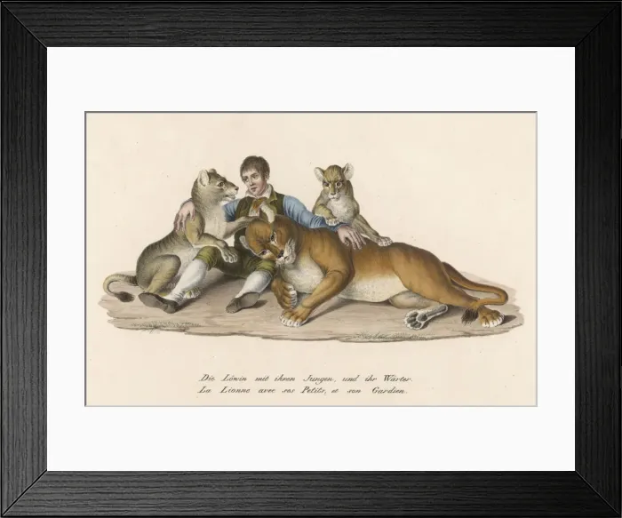 Framed Print : Lion & Van Amburgh Framed Print : Lion & Van Amburgh
