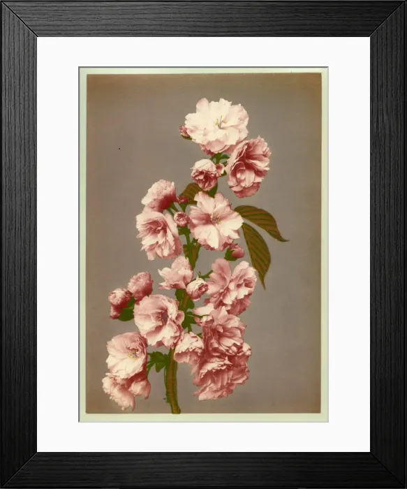 Framed Print : Cherry tree blossom Framed Print : Cherry tree blossom