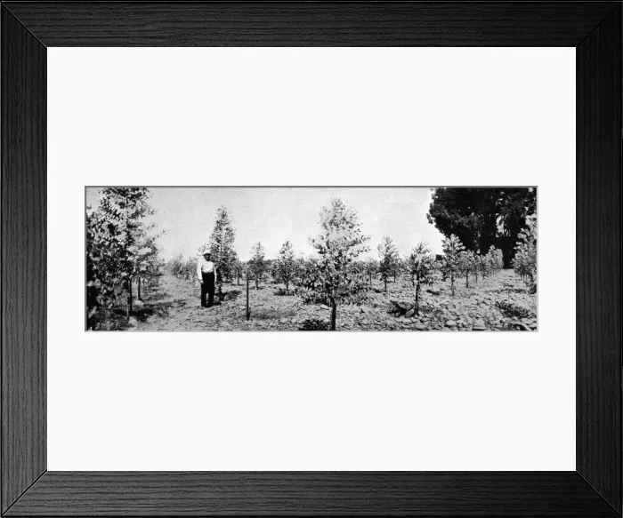 Framed Print : Dredging the Land for Gold. Mining Extraordinary. Restoring Framed Print : Dredging the Land for Gold. Mining Extraordinary. Restoring