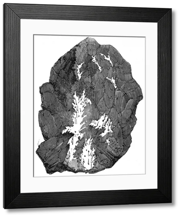 Framed Print : Brazil. Gold Washing. Foliated Gold with Quartz Framed Print : Brazil. Gold Washing. Foliated Gold with Quartz