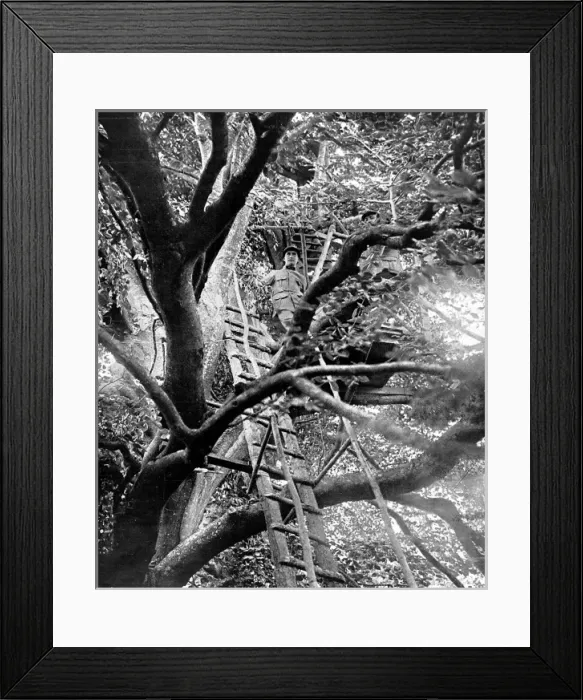 Framed Print : A French observation post mounted up a tree Framed Print : A French observation post mounted up a tree