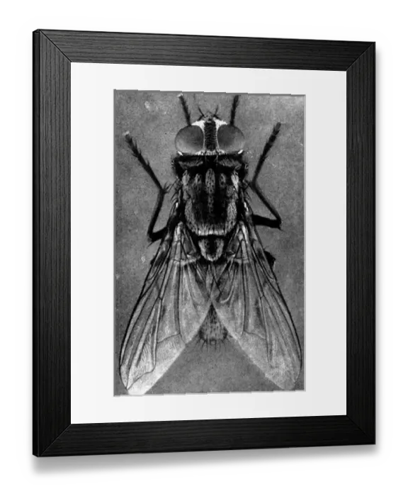 Framed Print : Close-up of a Female House-fly, 1911 Framed Print : Close-up of a Female House-fly, 1911