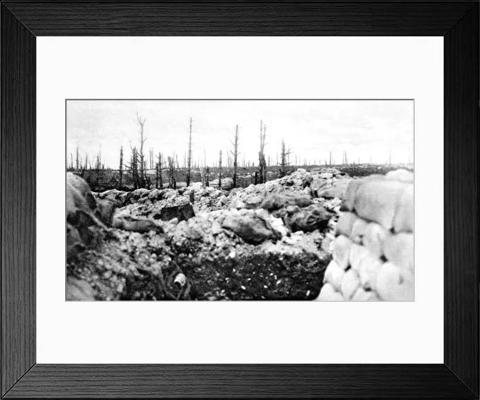 Framed Print : The remains of Thipval wood Framed Print : The remains of Thipval wood