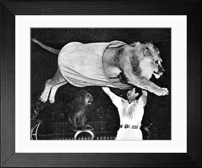 Framed Print : Lion jumping through a tube at the Bertram Mills Circus, 195 Framed Print : Lion jumping through a tube at the Bertram Mills Circus, 195