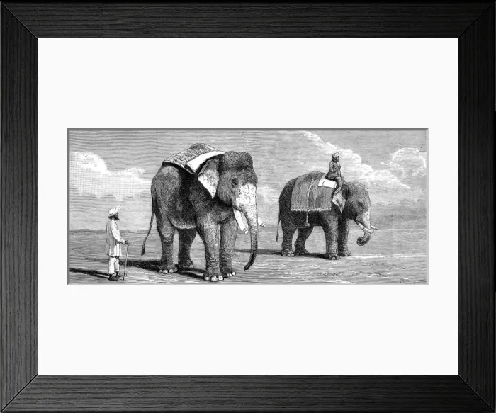 Framed Print : Indian Elephants belonging to the Rajah of Puttiala, 1884 Framed Print : Indian Elephants belonging to the Rajah of Puttiala, 1884