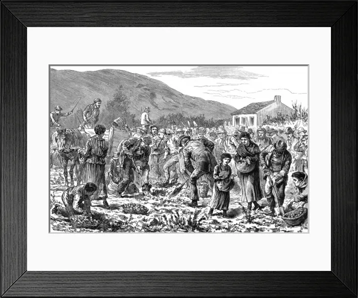 Framed Print : Peasants seizing potato crop, Ireland Framed Print : Peasants seizing potato crop, Ireland