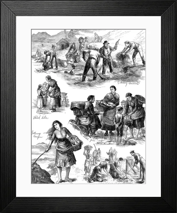 Framed Print : Gathering seaweed for food, Ireland Framed Print : Gathering seaweed for food, Ireland