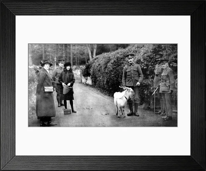 Framed Print : The goat presented by King George V to the 7th Royal Welsh Fusiliers Framed Print : The goat presented by King George V to the 7th Royal Welsh Fusiliers