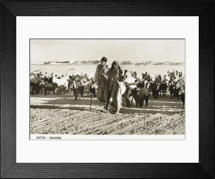 Framed Print : Grazing goats - Kuwait Framed Print : Grazing goats - Kuwait