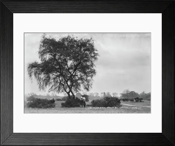 Framed Print : Silver Birch at Tooting Bec Common Framed Print : Silver Birch at Tooting Bec Common