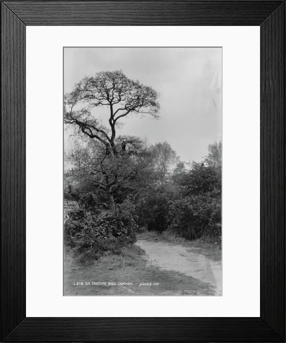Framed Print : Tree on Tooting Bec Common Framed Print : Tree on Tooting Bec Common