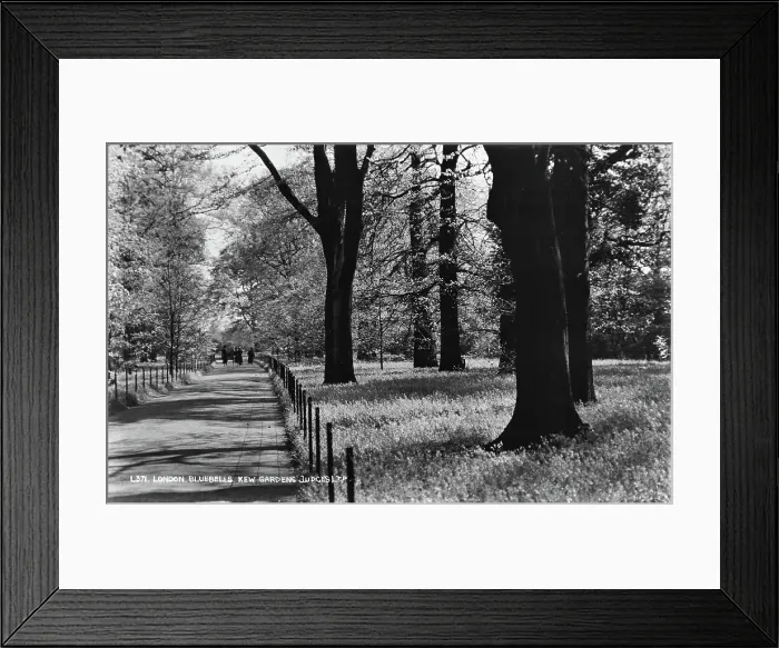Framed Print : Bluebells at Kew Gardens Framed Print : Bluebells at Kew Gardens