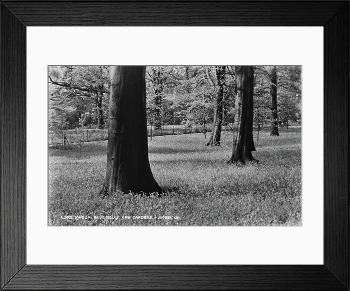 Framed Print : Blue Bells at Kew Gardens Framed Print : Blue Bells at Kew Gardens