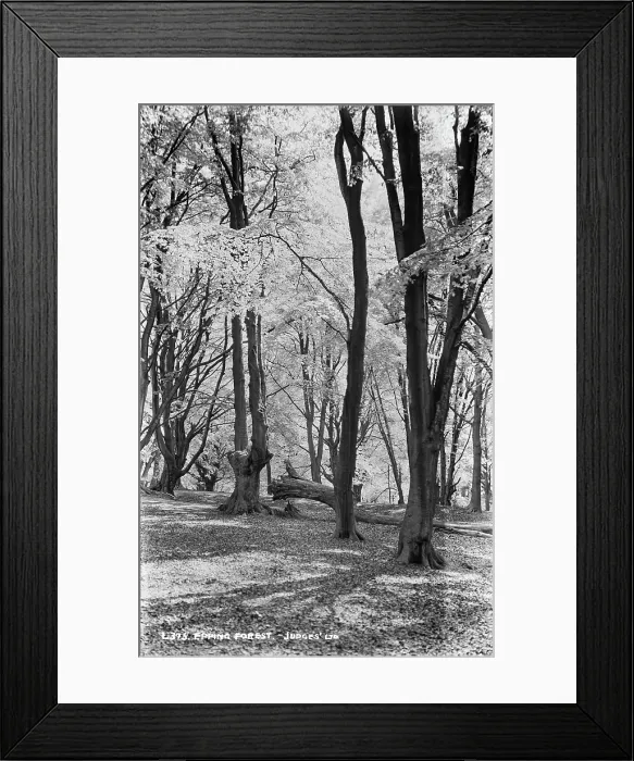 Framed Print : Epping Forest Framed Print : Epping Forest