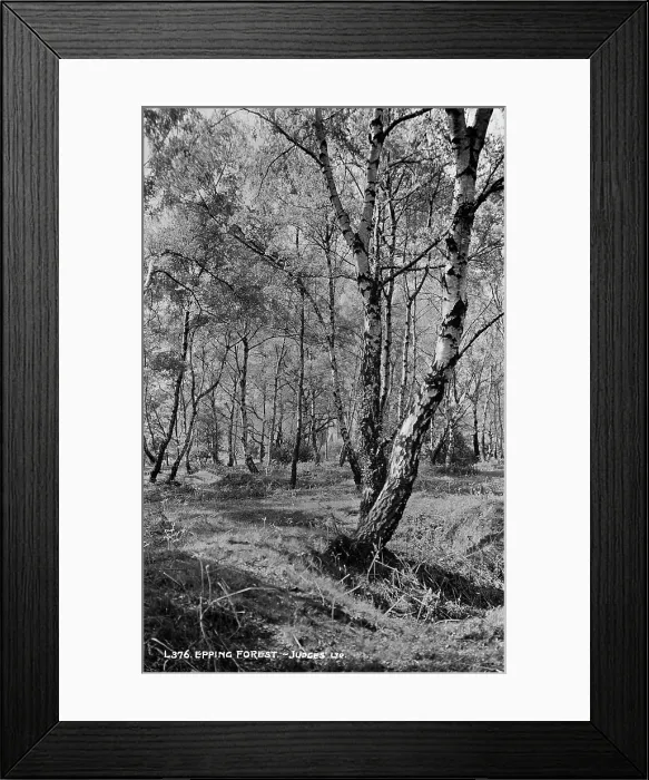 Framed Print : Epping Forest Framed Print : Epping Forest