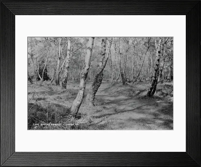 Framed Print : Epping Forest Framed Print : Epping Forest