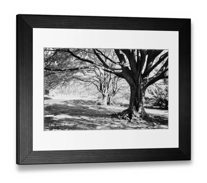 Framed Print : Epping Forest Framed Print : Epping Forest