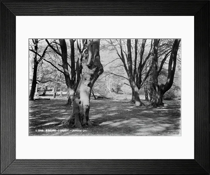Framed Print : Epping Forest Framed Print : Epping Forest