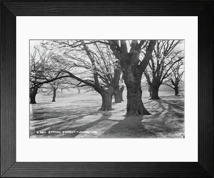 Framed Print : Epping Forest Framed Print : Epping Forest