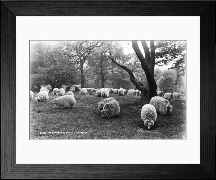 Framed Print : Sheep on Hampstead Heath Framed Print : Sheep on Hampstead Heath