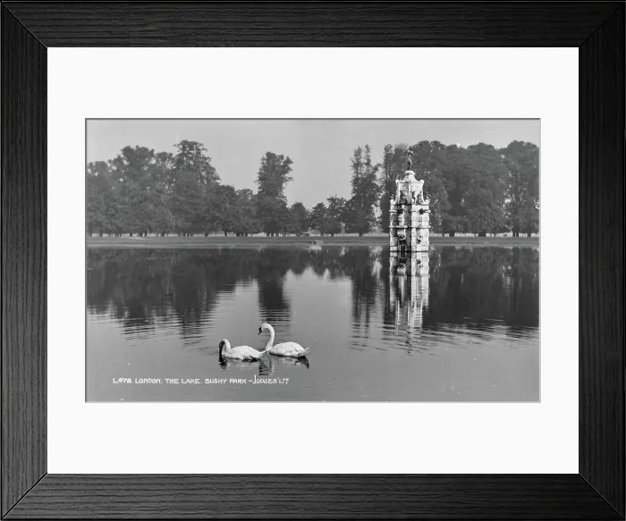 Framed Print : Swans on the Lake at Bushy Park Framed Print : Swans on the Lake at Bushy Park