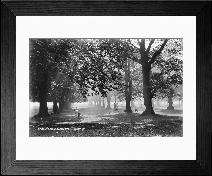 Framed Print : Tranquil Morning in Bushy Park Framed Print : Tranquil Morning in Bushy Park