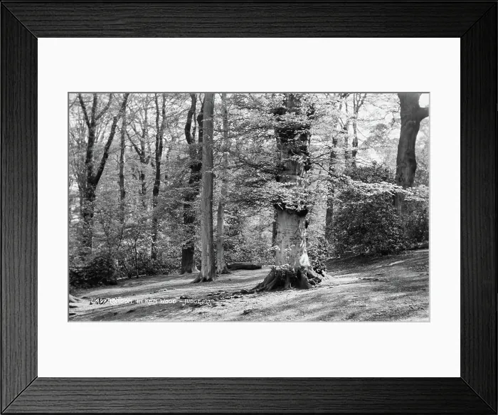 Framed Print : Tranquil Scene in Ken Wood