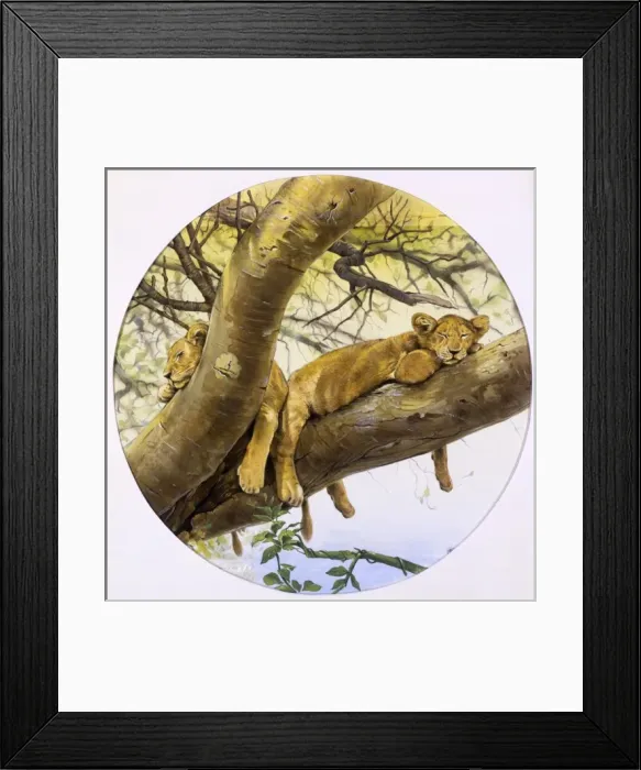 Framed Print : Young lion cubs asleep in a tree Framed Print : Young lion cubs asleep in a tree
