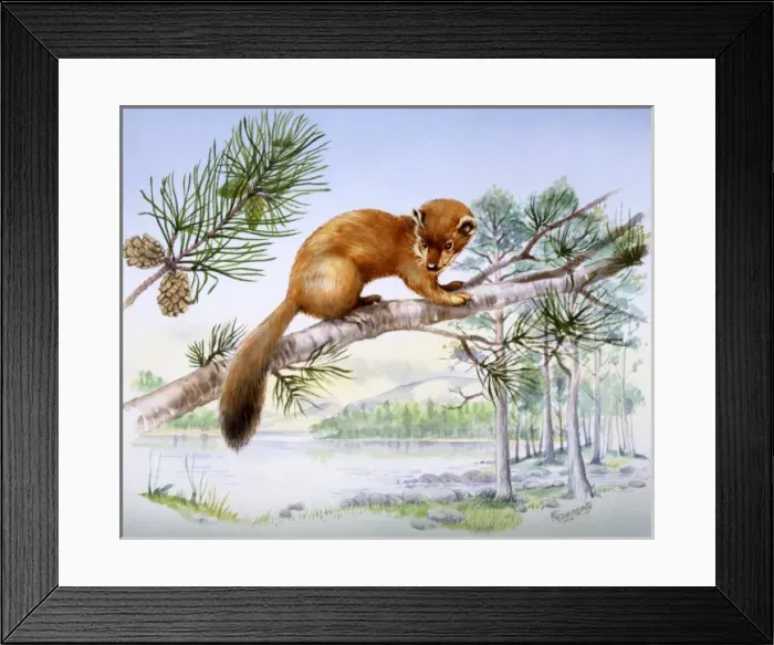 Framed Print : Weasel in a fir tree Framed Print : Weasel in a fir tree
