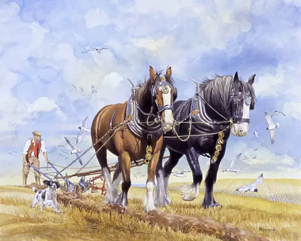 Horses pulling the plough