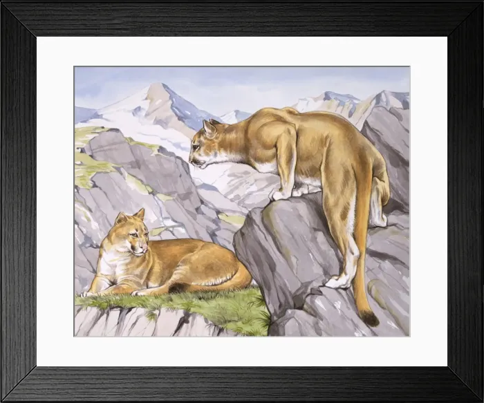 Framed Print : Two Jaguars - South America Framed Print : Two Jaguars - South America