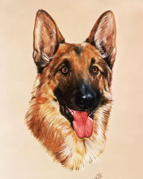 Alsatian dog - portrait painting