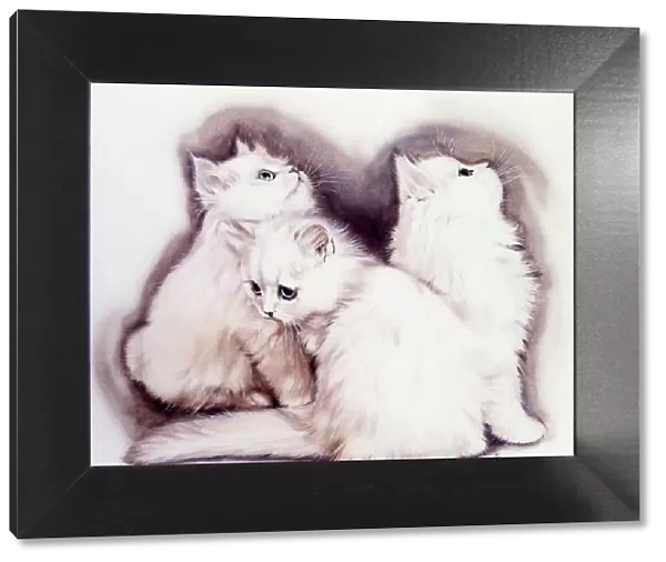 Three Fluffy white kittens