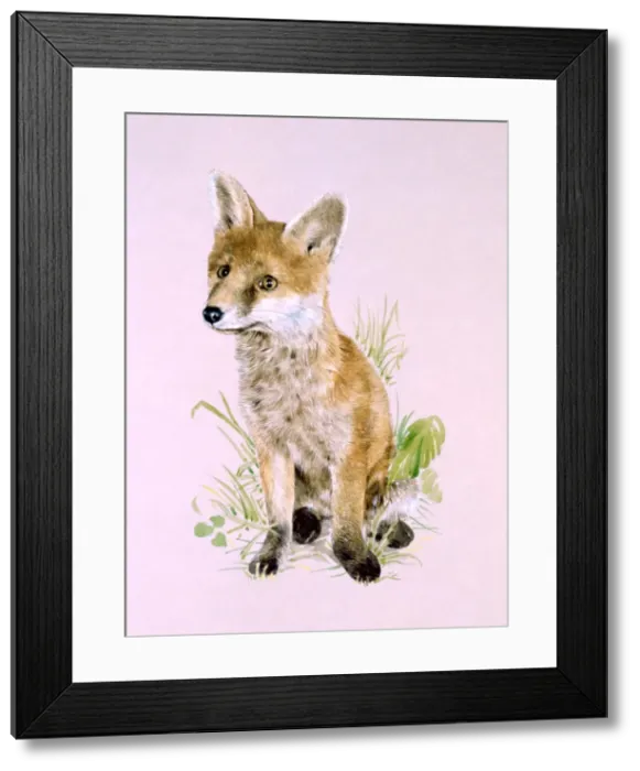 Framed Print : A young fox Framed Print : A young fox