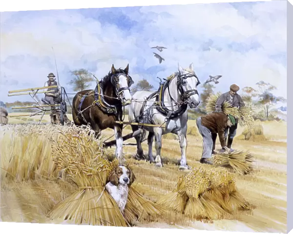 Horse-drawn harvester
