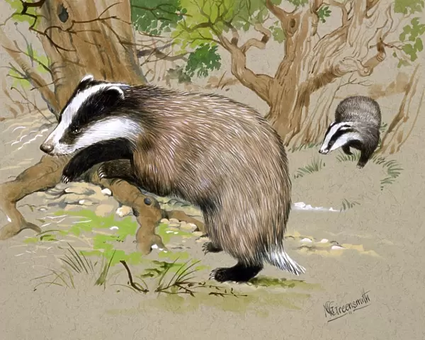 Two Badgers in a wood