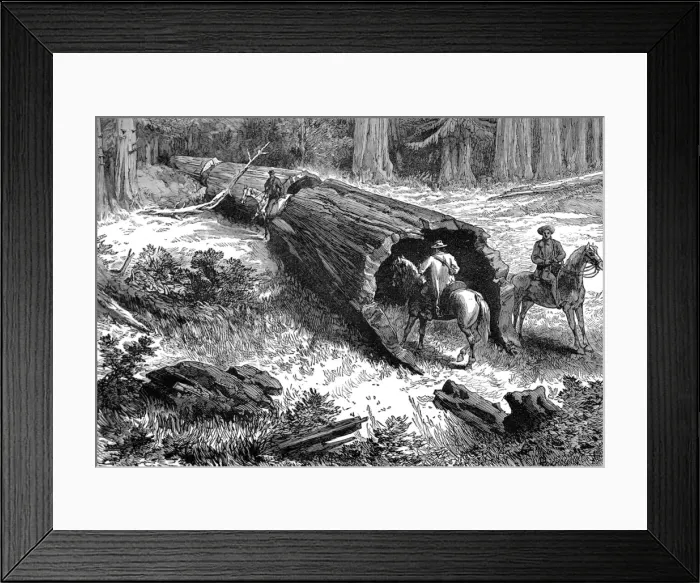 Framed Print : Dead Sequoia Tree in California, 1877 Framed Print : Dead Sequoia Tree in California, 1877
