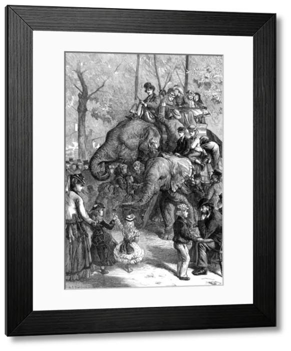 Framed Print : Elephant Rides at London Zoo, 1871 Framed Print : Elephant Rides at London Zoo, 1871