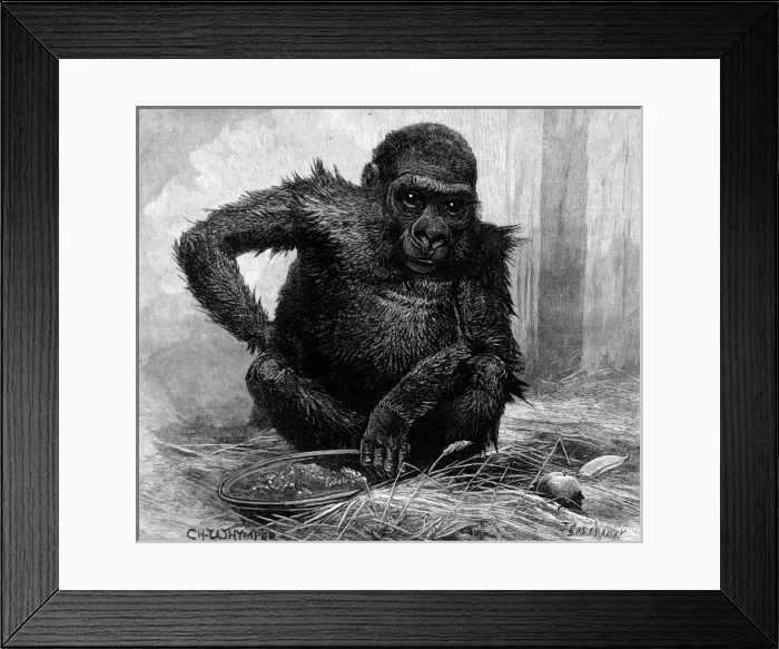 Framed Print : Gorilla at London Zoo, 1887 Framed Print : Gorilla at London Zoo, 1887