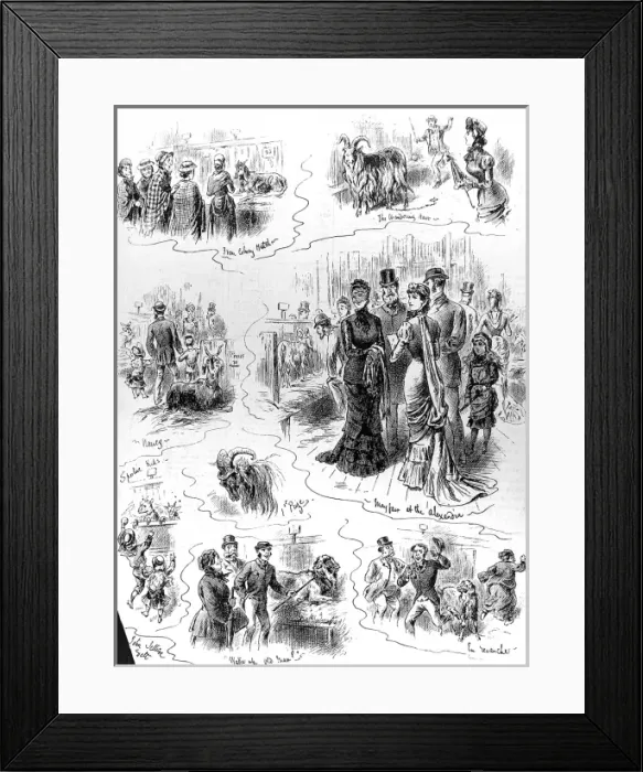 Framed Print : The Goat Show, Alexandra Palace, 1880 Framed Print : The Goat Show, Alexandra Palace, 1880
