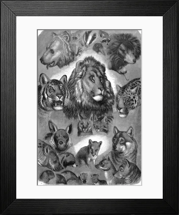 Framed Print : Animals of London Zoo, 1877 Framed Print : Animals of London Zoo, 1877