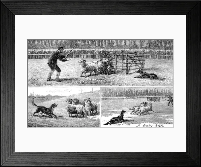 Framed Print : Sheep Dog Trials at Alexandra Palace, 1882 Framed Print : Sheep Dog Trials at Alexandra Palace, 1882