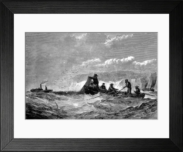 Framed Print : Fishing for Pilchards, 1871 Framed Print : Fishing for Pilchards, 1871