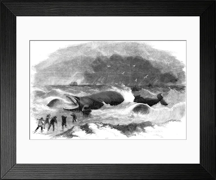 Framed Print : Whale Stranded at Winterton, Norfolk, 1857 Framed Print : Whale Stranded at Winterton, Norfolk, 1857