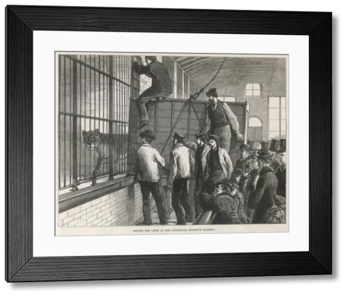 Framed Print : Moving lions at London Zoo Framed Print : Moving lions at London Zoo