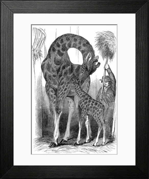 Framed Print : Giraffe and her young, London Zoo, 1849 Framed Print : Giraffe and her young, London Zoo, 1849