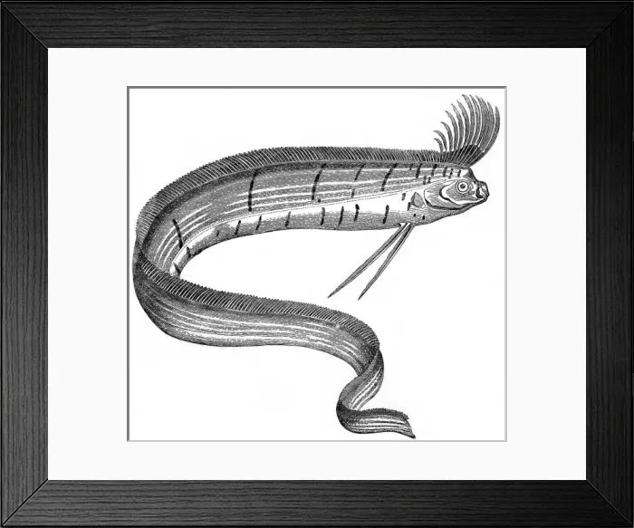 Framed Print : Oarfish at the Cosmorama, London, 1849 Framed Print : Oarfish at the Cosmorama, London, 1849