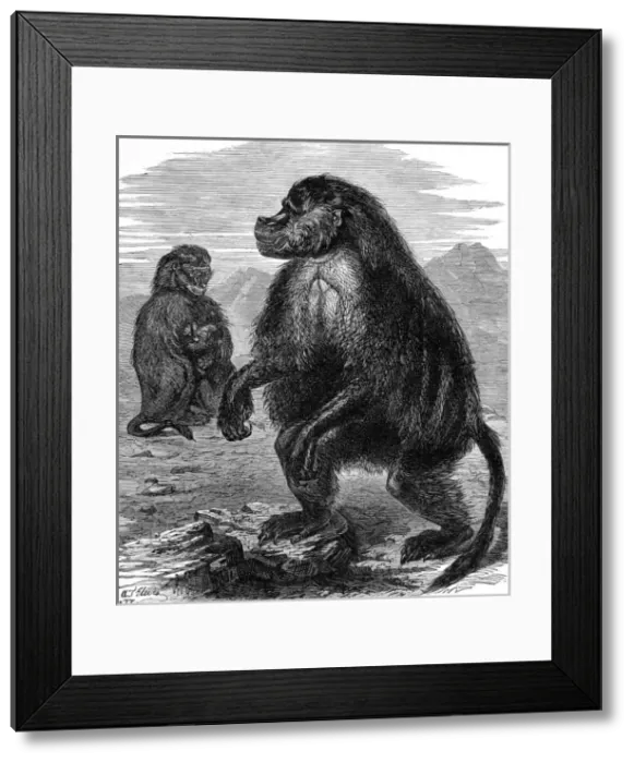 Framed Print : Gelada Monkeys at the Alexandra Palace, London, 1877 Framed Print : Gelada Monkeys at the Alexandra Palace, London, 1877