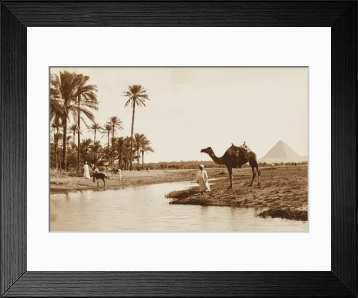 Framed Print : Egyptian Oasis with Giza Pyramids in distance Framed Print : Egyptian Oasis with Giza Pyramids in distance